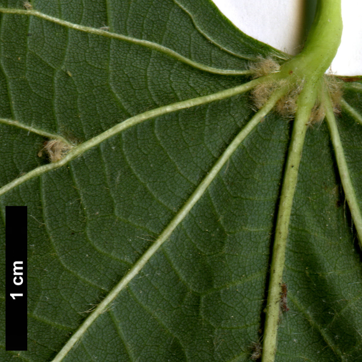 High resolution image: Family: Malvaceae - Genus: Tilia - Taxon: ×europaea - SpeciesSub: 'Pallida' (T.cordata × T.platyphyllos)